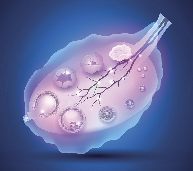 北京朝阳试管成功率(朝阳医院试管婴儿挂哪个科)